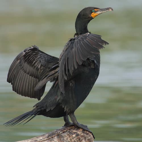 Double-crested Cormorant reference