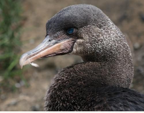 Flightless Cormorant reference