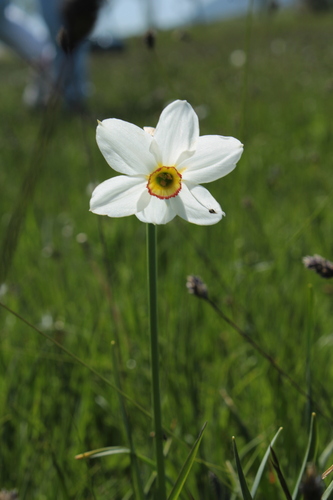Poet's Daffodil reference