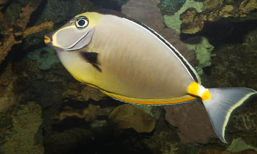 Orangespine Unicornfish reference