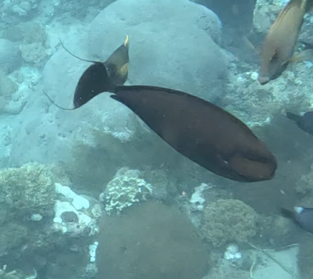 Bignose Unicornfish reference