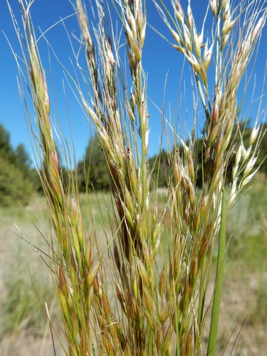 Green Needlegrass reference