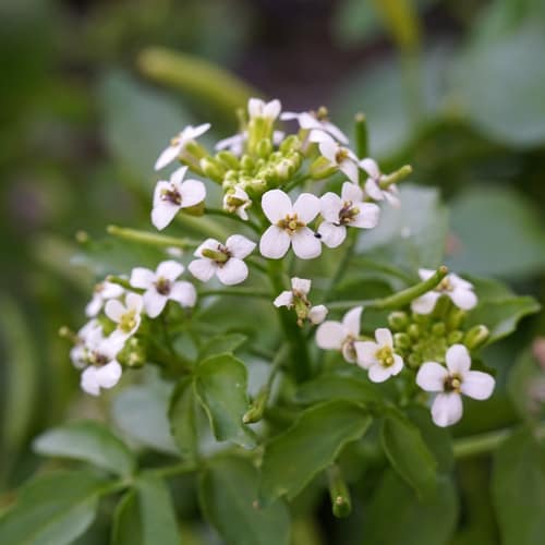 Watercress reference