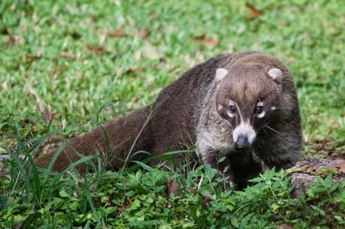 White-nosed Coati reference
