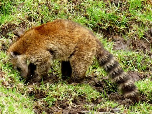 Mountain Coati reference