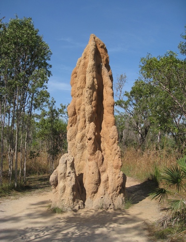 Cathedral Termite reference