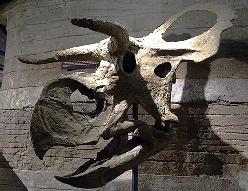 Nasutoceratops reference