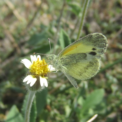Dainty Sulphur reference