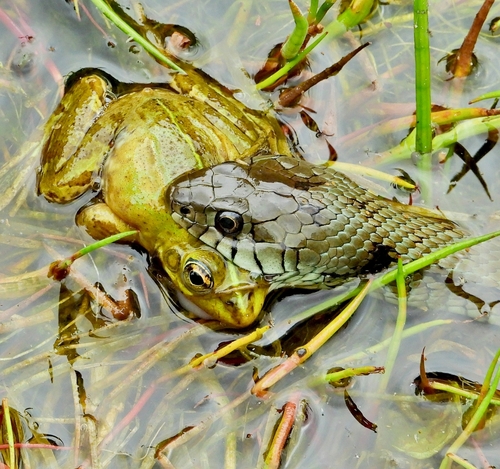 Iberian Grass Snake reference