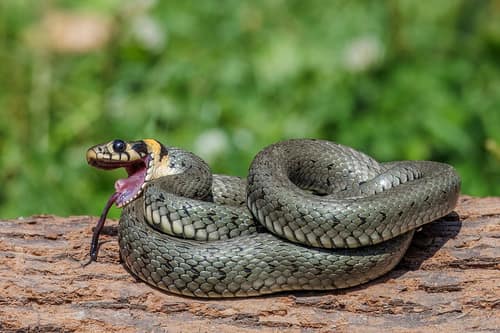 Grass Snake reference