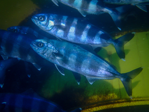 Pilot Fish reference