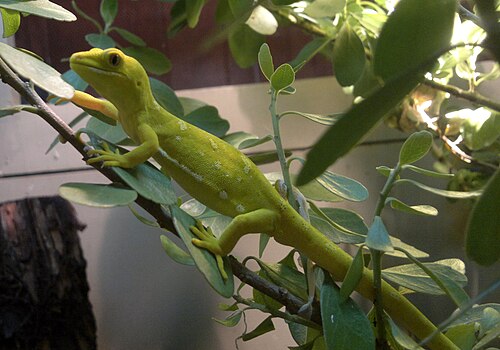 Auckland Green Gecko reference