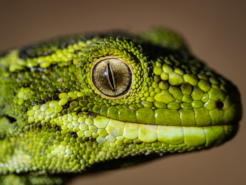 Jewelled Gecko reference