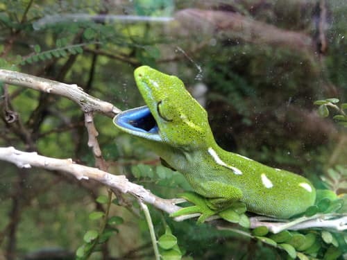 Wellington Green Gecko reference