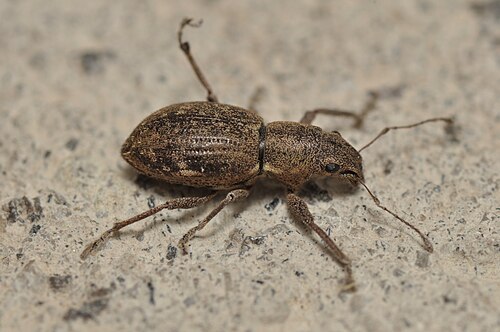Fuller Rose Weevil reference
