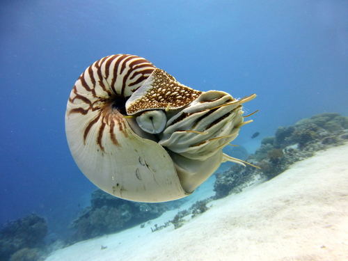 Palau Nautilus reference