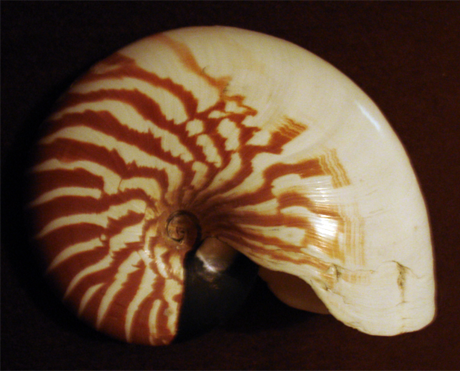 Bellybutton Nautilus reference