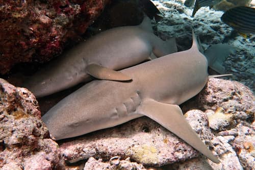 Tawny Nurse Shark reference
