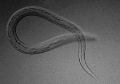 American Hookworm reference