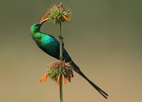 Malachite Sunbird reference