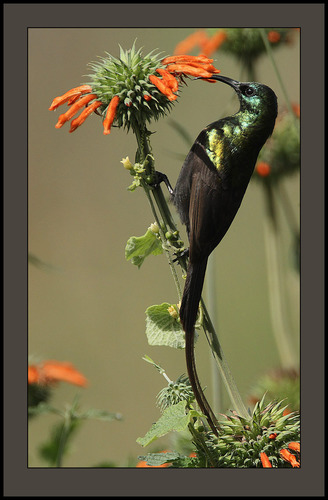 Bronze Sunbird reference