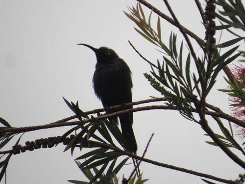 Tacazze Sunbird reference