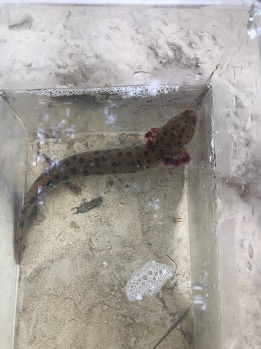 Gulf Coast Waterdog reference