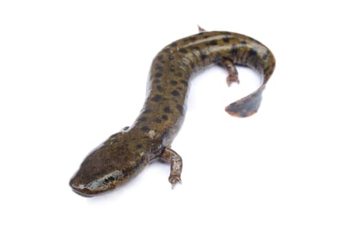 Mudpuppy reference