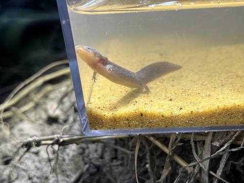 Dwarf Waterdog reference