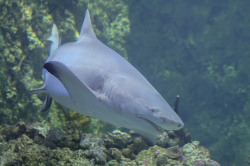 Sharptooth Lemon Shark reference