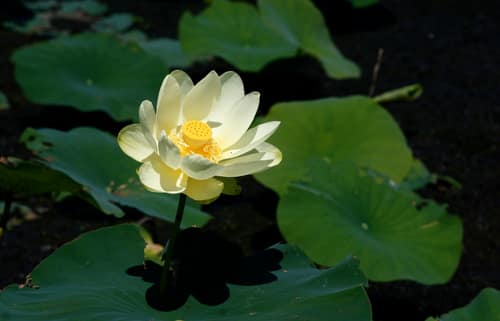 American Lotus reference