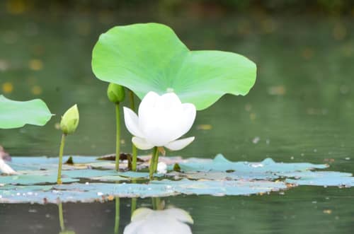 Sacred Lotus reference
