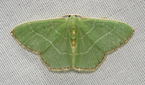 Red-fringed Emerald reference