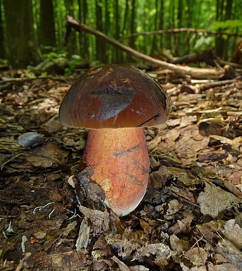 Scarletina Bolete reference