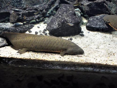 Australian Lungfish reference