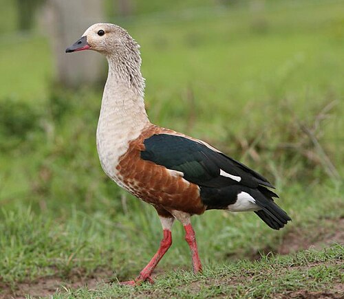 Orinoco Goose reference