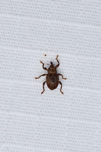 Water Hyacinth Weevil reference