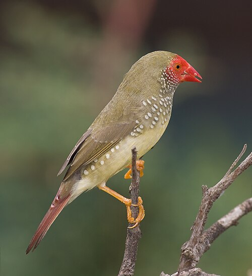 Star Finch reference