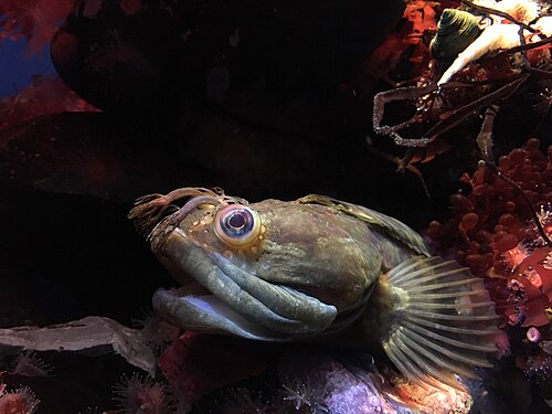 Onespot Fringehead reference