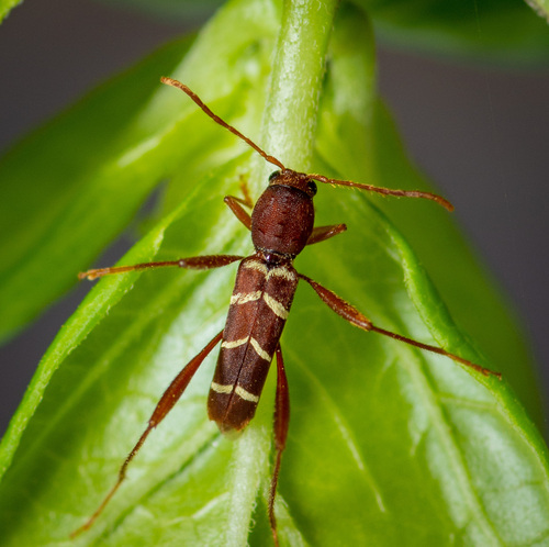 Red-headed Ash Borer reference