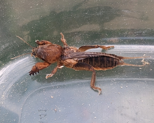 Northern Mole Cricket reference