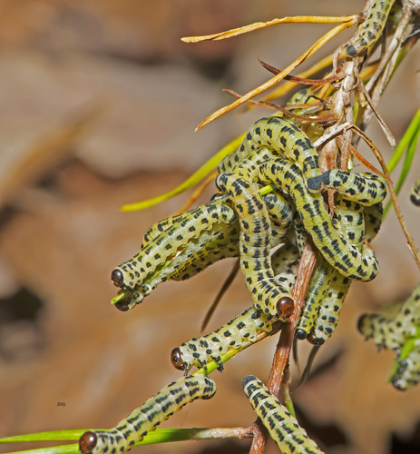 Redheaded Pine Sawfly reference