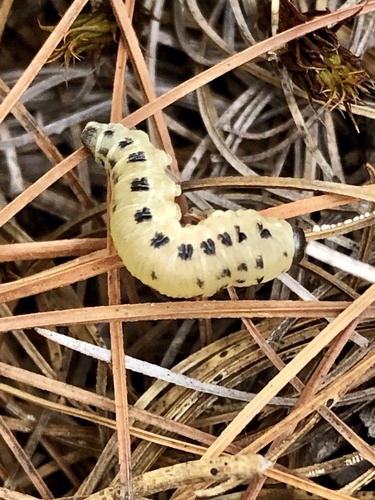 White Pine Sawfly reference