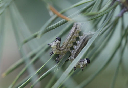 European Pine Sawfly reference