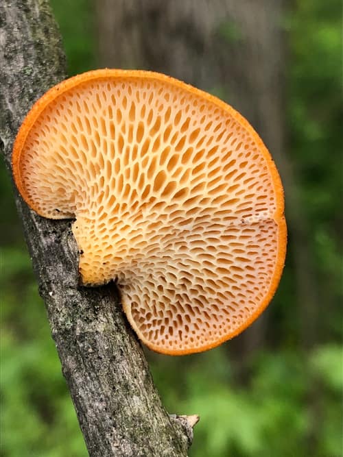 Honeycomb Fungus reference