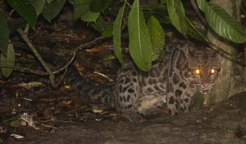 Sunda Clouded Leopard reference
