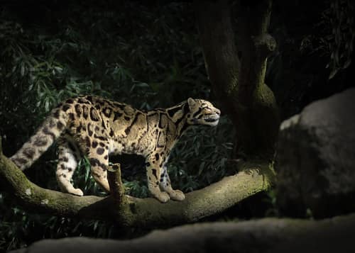 Clouded Leopard reference