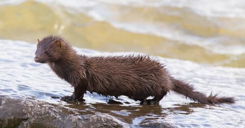 American Mink reference