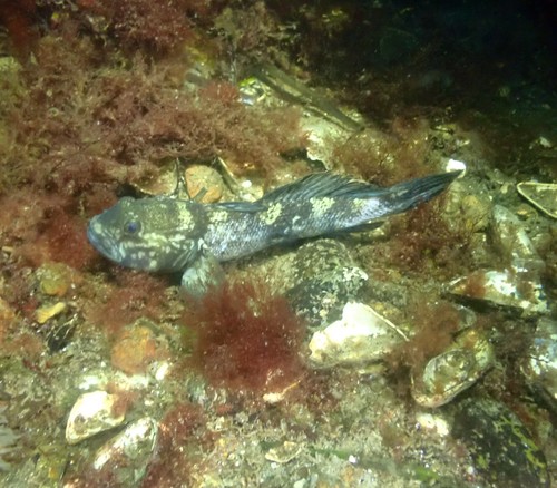 Round Goby reference