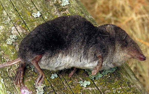Eurasian Water Shrew reference